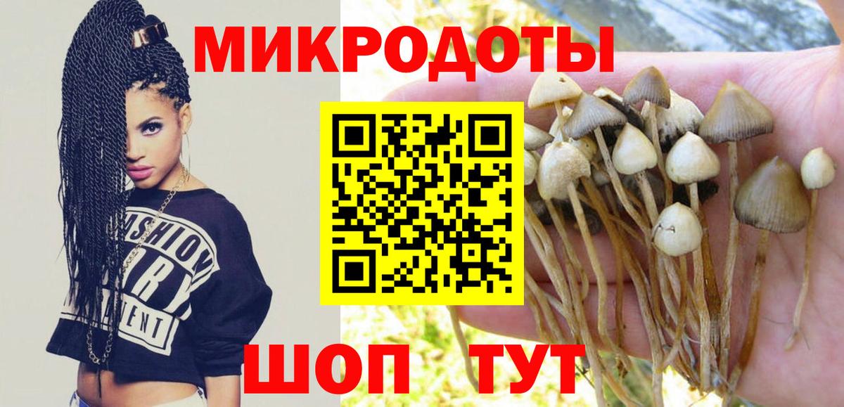 Псилоцибиновые грибы Psilocybe Богородск